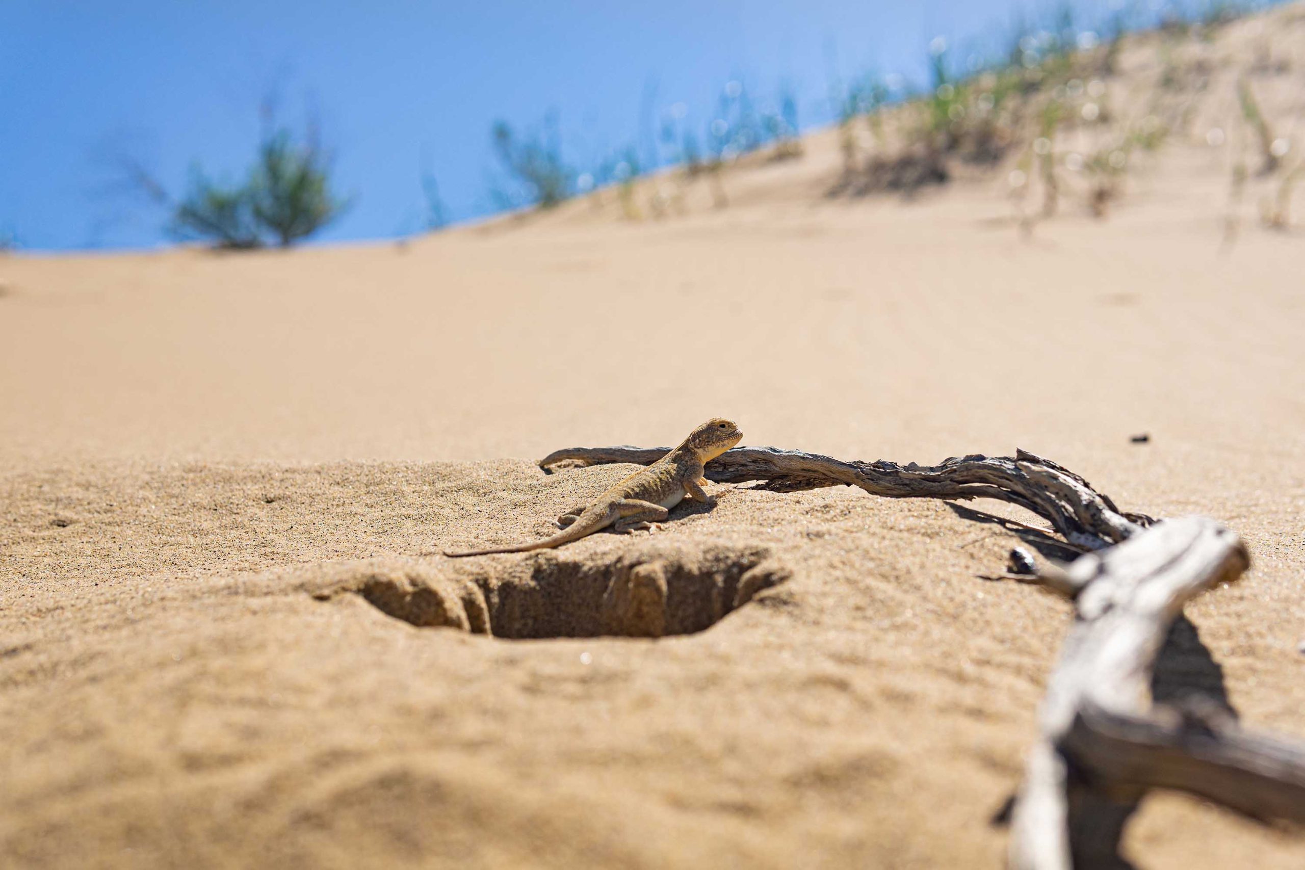 Secret Toad-Head Agama,Phrynocephalus mystaceus, near its burrow on the sary-kum Dunes, Dagestan, Russia