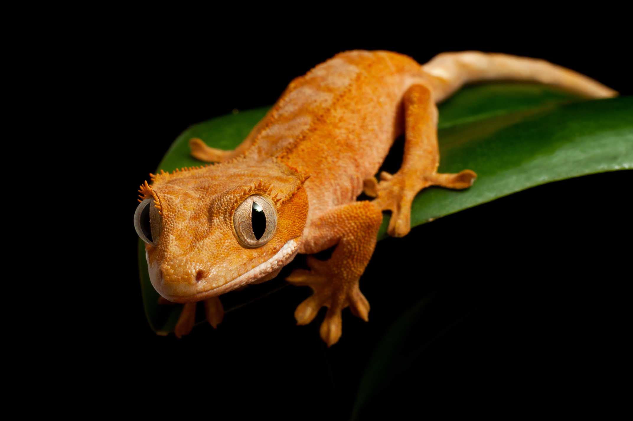 Coprrelophus ciliatus is often exposed to direct sun rays