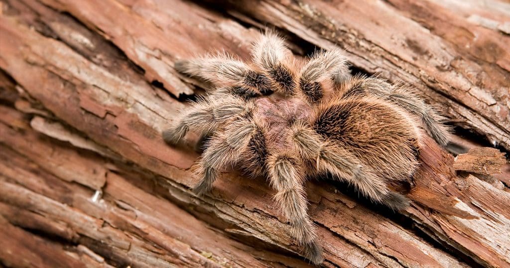 Grammostola rosea