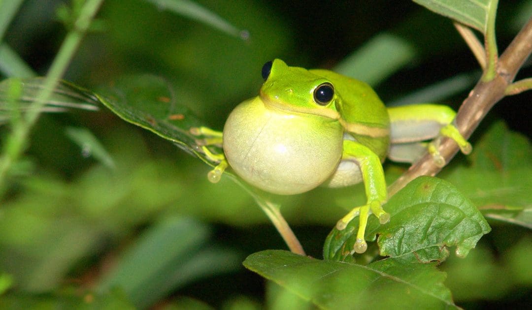 Hyla cinerea (Dryophytes cinereus)