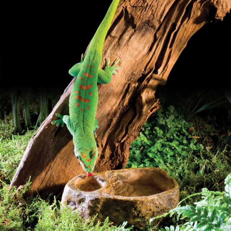 Gecko Dish