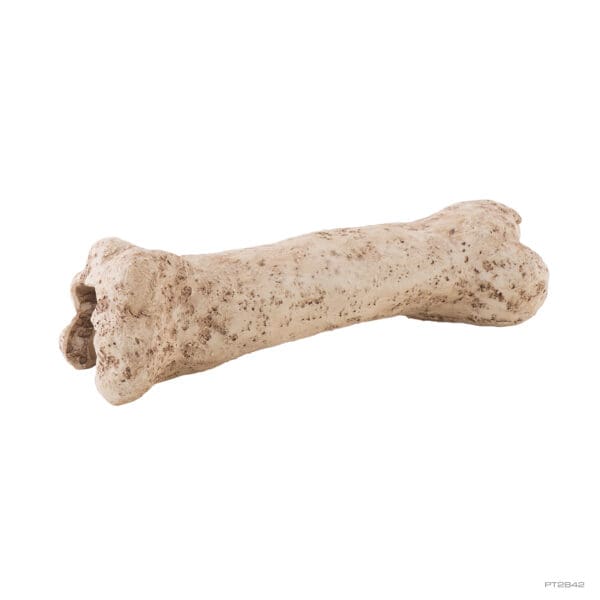 Dinosaur Bone