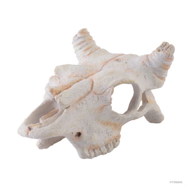 Buffalo Skull Small