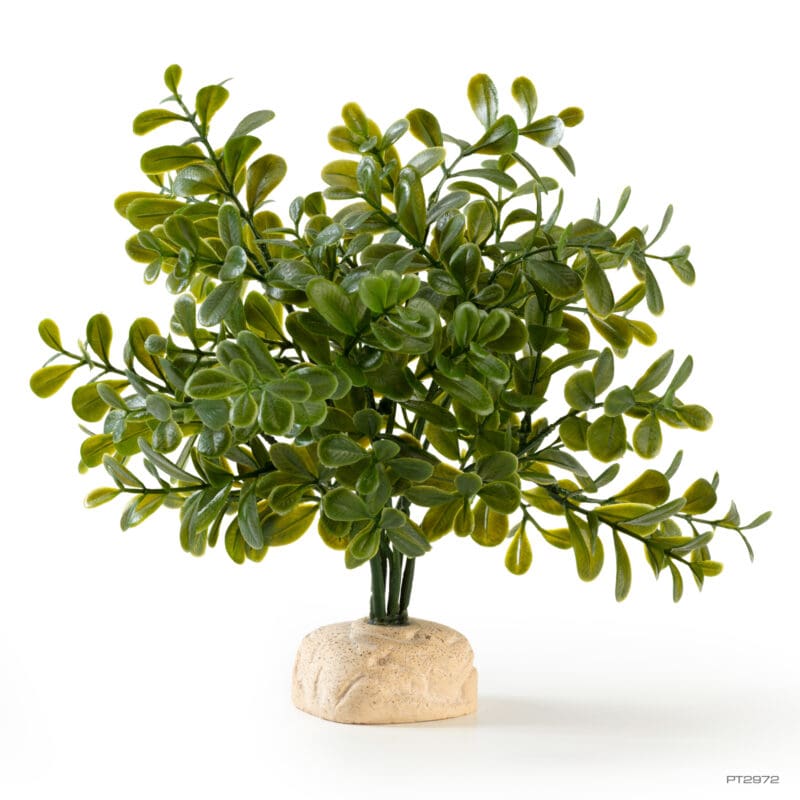 Calcarea Boxwood