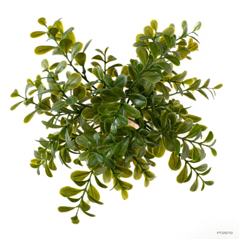 Calcarea Boxwood