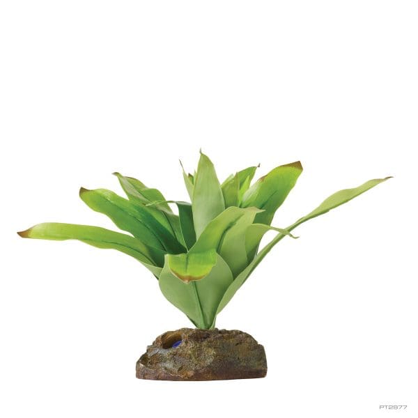 Bromelia Small