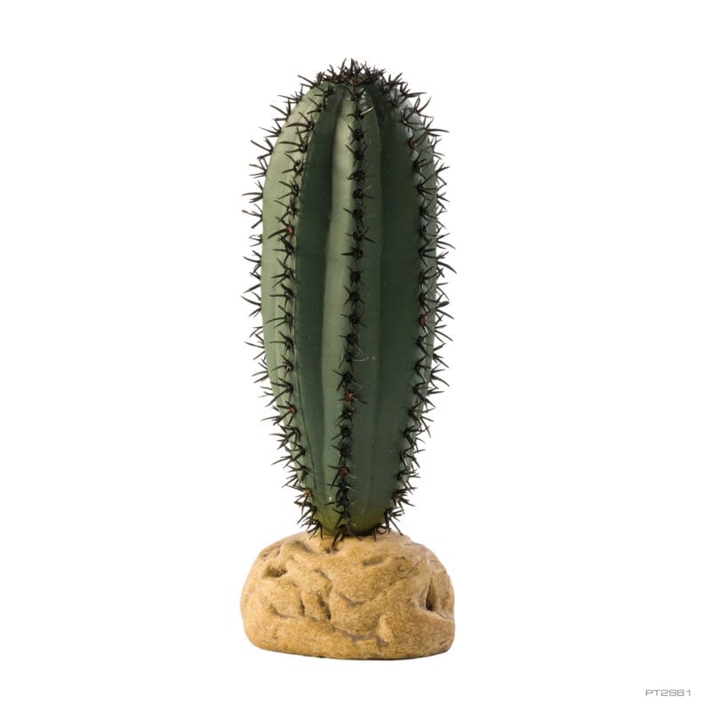 Saguaro Cactus