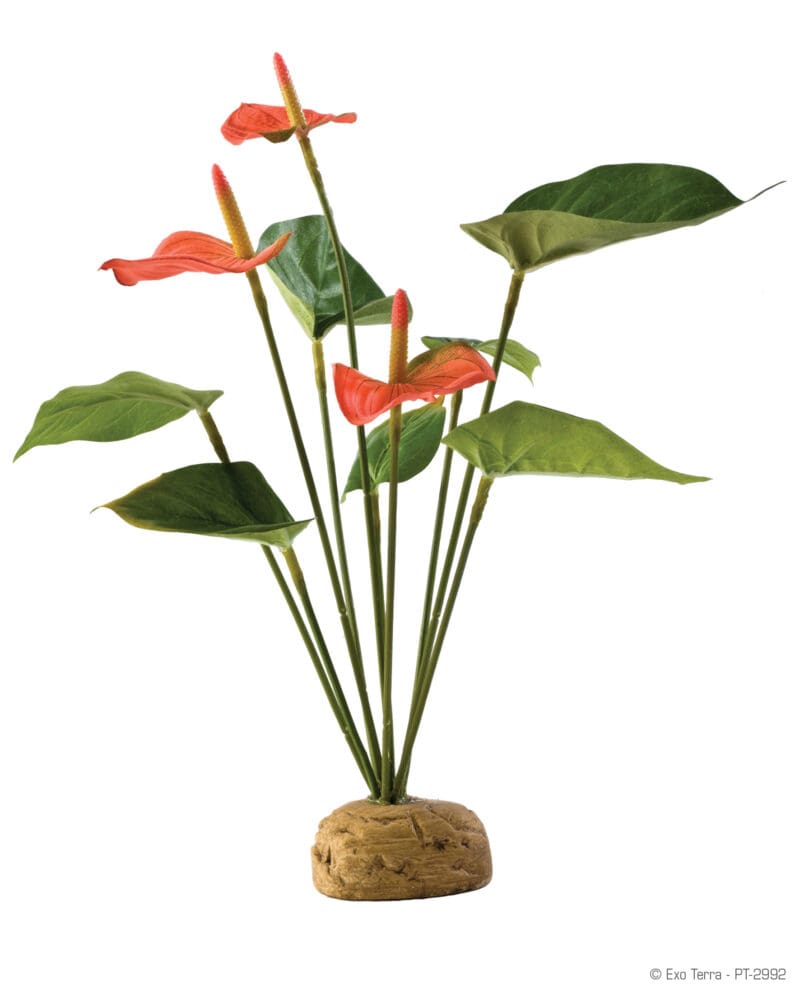 Anthurium Bush