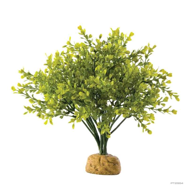 Boxwood Bush