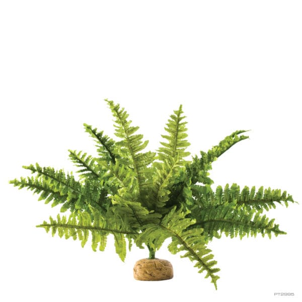 Boston Fern Medium