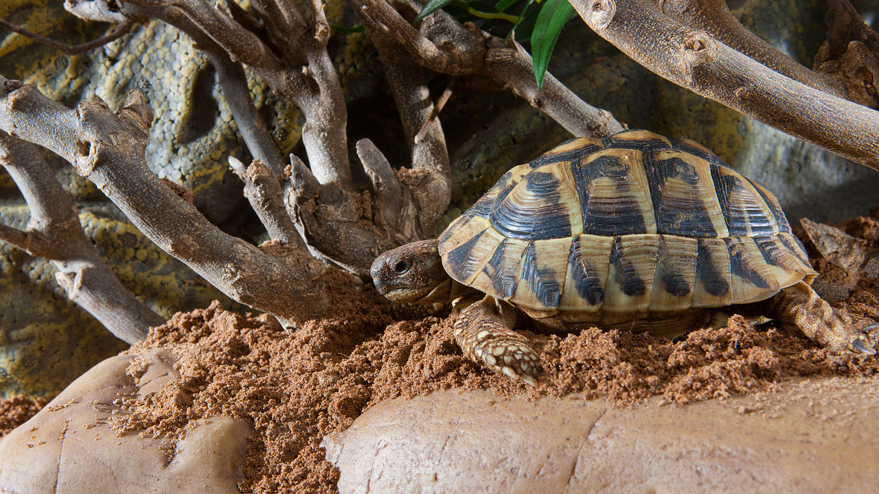 Habitat enrichment