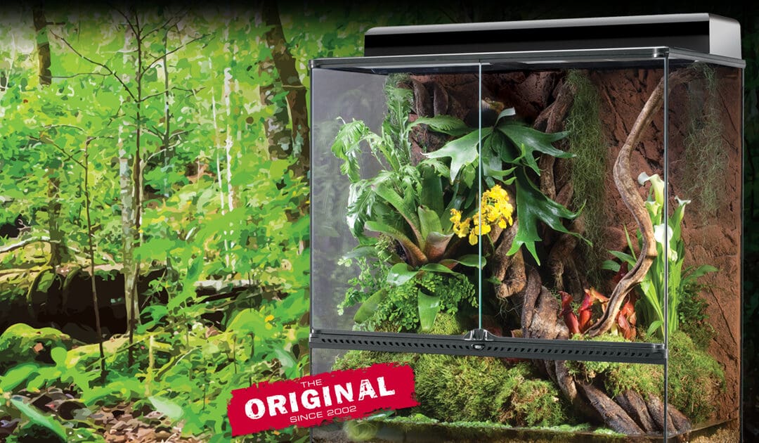 Pourquoi Utiliser Un Terrarium Naturel ?