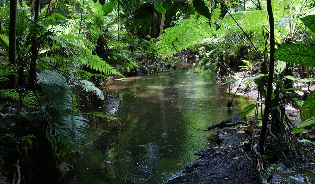 Paludariums