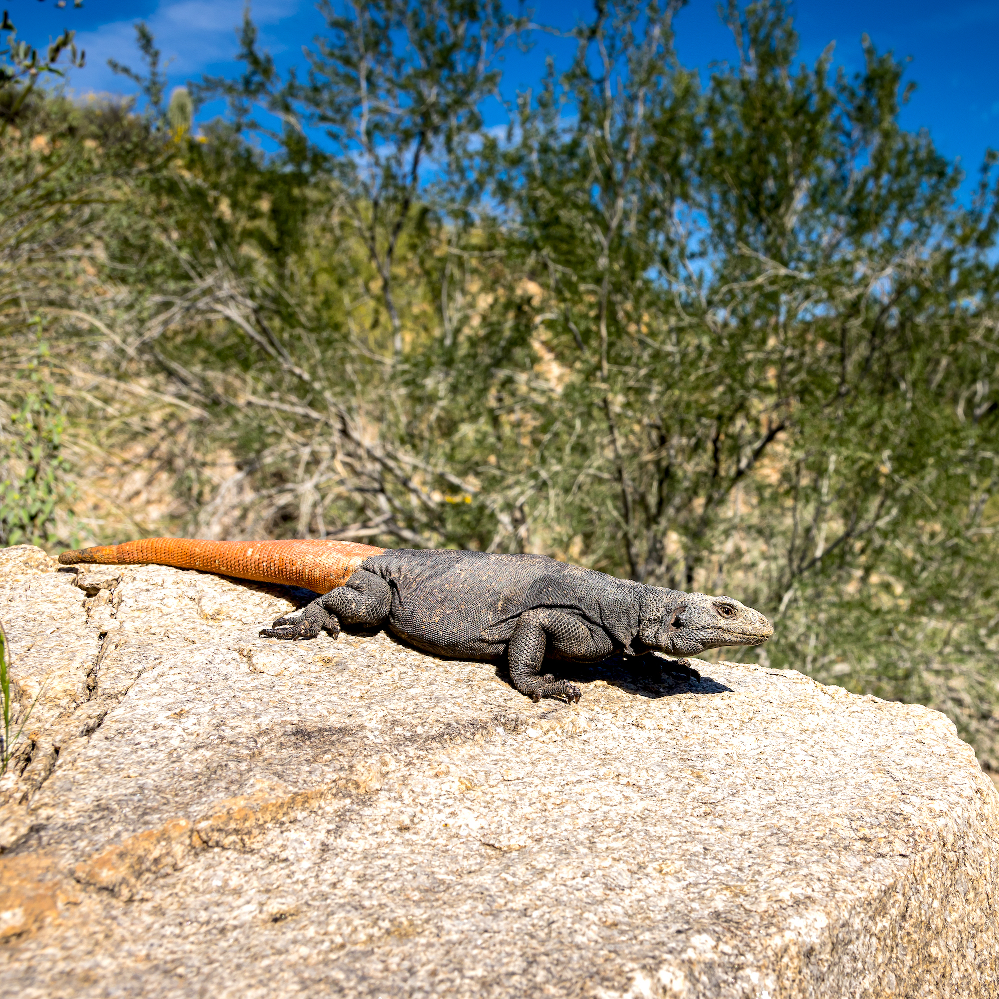 Chuckwalla (Sauromalus ater)